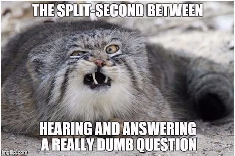 Dumb Questions!! | image tagged in dumb question,pissed off | made w/ Imgflip meme maker
