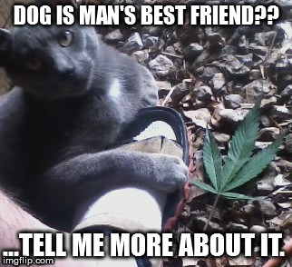 DOG IS MAN'S BEST FRIEND?? ...TELL ME MORE ABOUT IT. | image tagged in cool,cat,weed cat,cool weed,kool weed kat | made w/ Imgflip meme maker