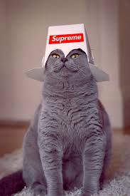 Emperor Kitty Blank Meme Template