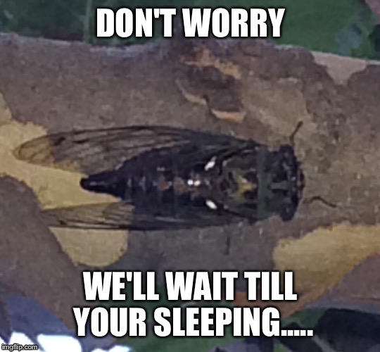 Big creepy bug | DON'T WORRY WE'LL WAIT TILL YOUR SLEEPING..... | image tagged in scared of bugs | made w/ Imgflip meme maker