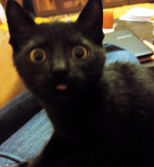 image tagged in black cat | made w/ Imgflip meme maker