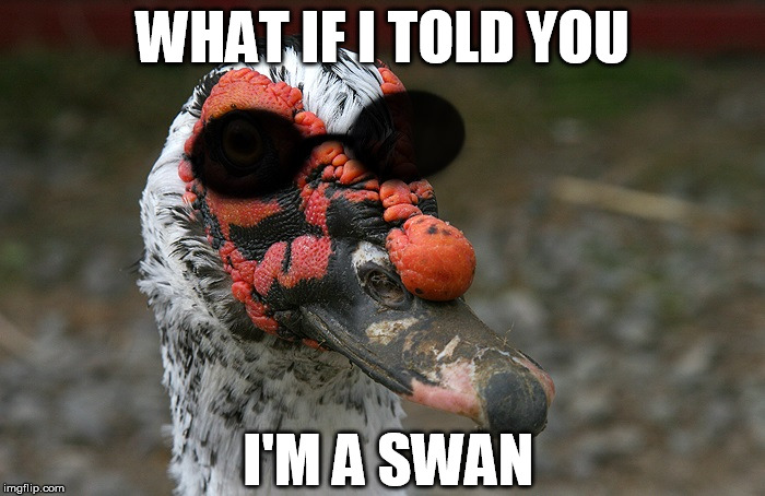 Morpheus Duck | WHAT IF I TOLD YOU I'M A SWAN | image tagged in memes,matrix morpheus,duck,angry duck,actual advice mallard | made w/ Imgflip meme maker