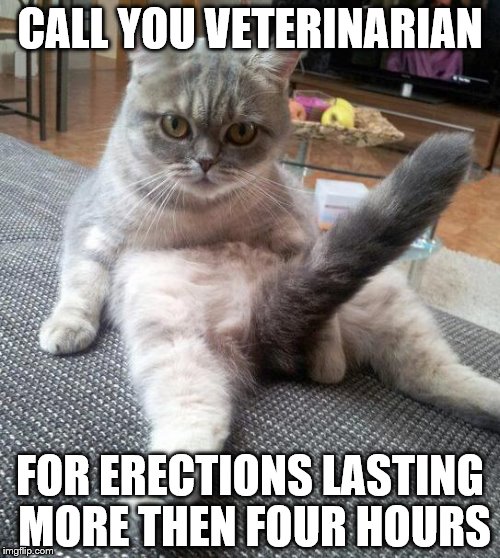 Sexy Cat Meme | CALL YOU VETERINARIAN FOR ERECTIONS LASTING MORE THEN FOUR HOURS | image tagged in memes,sexy cat | made w/ Imgflip meme maker