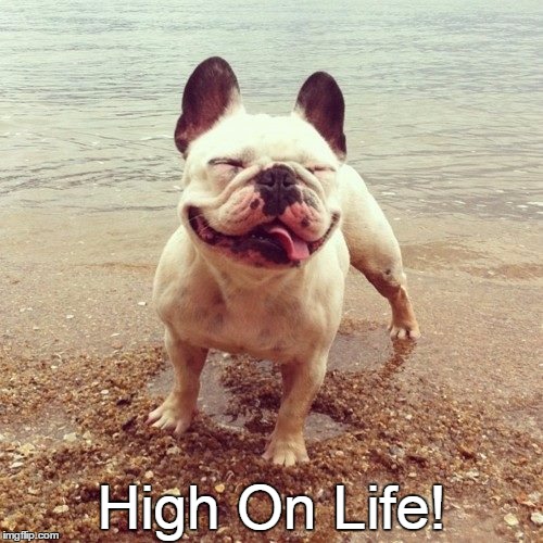 High On Life | High On Life! | image tagged in pitbull | made w/ Imgflip meme maker