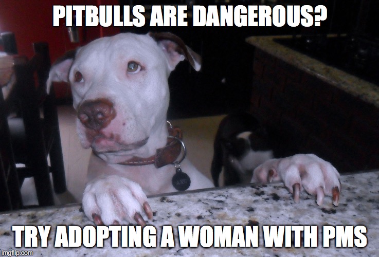 PITBULLS ARE DANGEROUS? TRY ADOPTING A WOMAN WITH PMS | image tagged in pitbulls,pit bulls | made w/ Imgflip meme maker