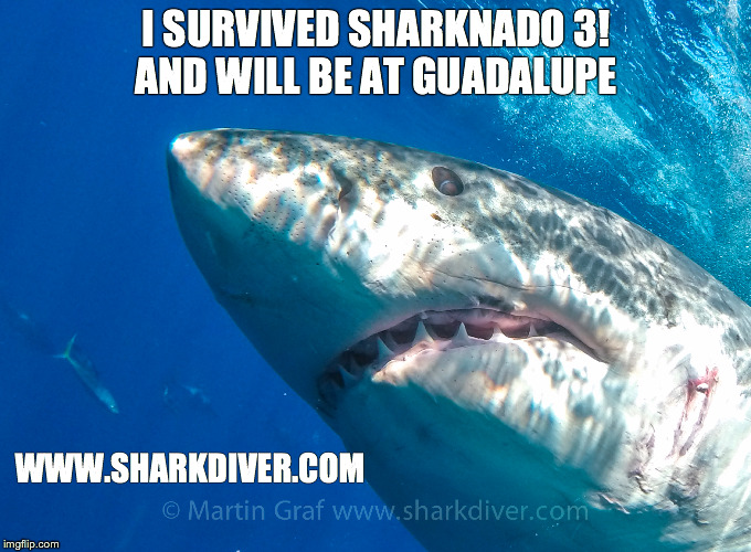 I SURVIVED SHARKNADO 3!  AND WILL BE AT GUADALUPE WWW.SHARKDIVER.COM | made w/ Imgflip meme maker