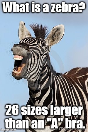 Laughing Zebra | What is a zebra? 26 sizes larger than an "A" bra. | image tagged in laughing zebra | made w/ Imgflip meme maker
