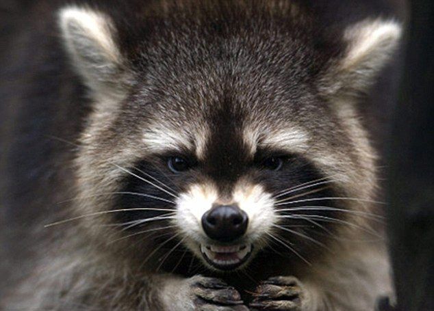 High Quality Angry Raccoon Blank Meme Template