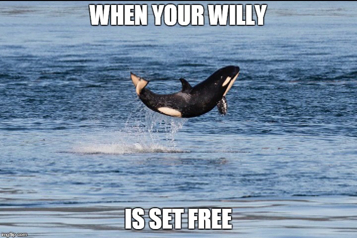 Baby orca | WHEN YOUR WILLY IS SET FREE | image tagged in baby orca | made w/ Imgflip meme maker