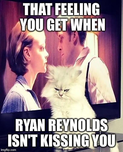 THAT FEELING YOU GET WHEN RYAN REYNOLDS ISN'T KISSING YOU | image tagged in jealous cat | made w/ Imgflip meme maker