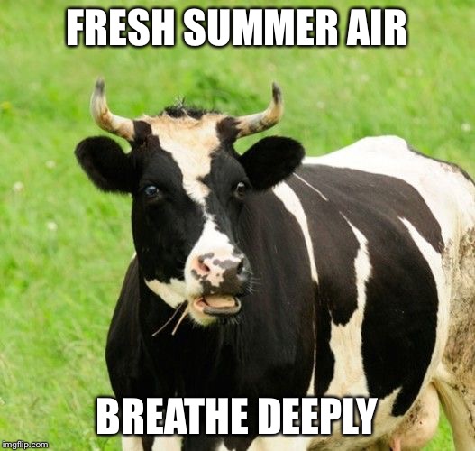 Have you driven by a farm recently? | FRESH SUMMER AIR BREATHE DEEPLY | image tagged in cows,memes | made w/ Imgflip meme maker