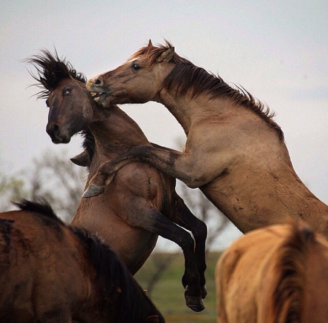 Horse Blank Meme Template