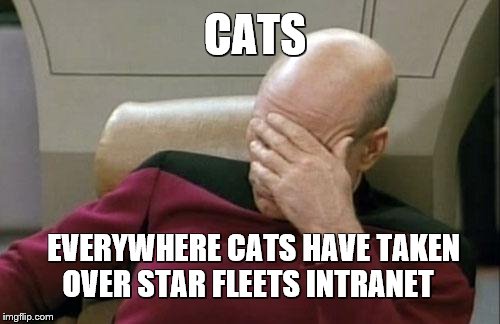 Captain Picard Facepalm Meme | CATS EVERYWHERE CATS HAVE TAKEN OVER STAR FLEETS INTRANET | image tagged in memes,captain picard facepalm | made w/ Imgflip meme maker
