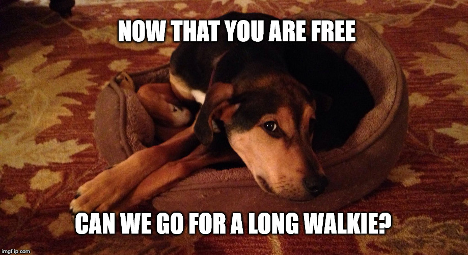 now that you are free | NOW THAT YOU ARE FREE CAN WE GO FOR A LONG WALKIE? | image tagged in cute puppies | made w/ Imgflip meme maker