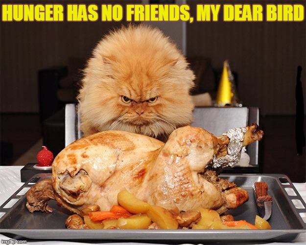 Hunger Has No Friends | HUNGER HAS NO FRIENDS, MY DEAR BIRD | image tagged in turkey,thanksgiving,vince vance,funny cat memes,angry cat,hungry cat  turkey dinner | made w/ Imgflip meme maker