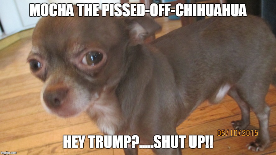 Mocha: The Pissed-Off-Chihuahua | MOCHA THE PISSED-OFF-CHIHUAHUA HEY TRUMP?.....SHUT UP!! | image tagged in funny memes | made w/ Imgflip meme maker