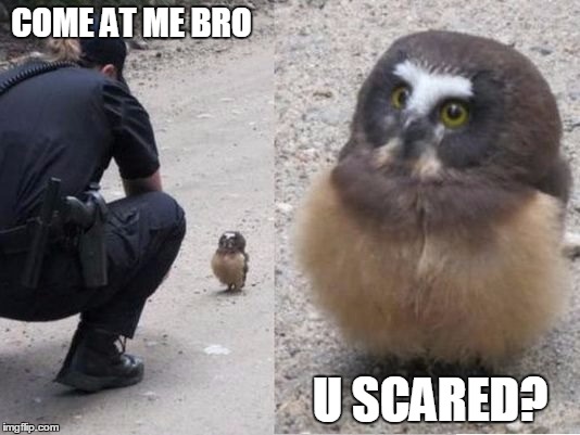 COME AT ME BRO U SCARED? | image tagged in owl,cops,cute | made w/ Imgflip meme maker