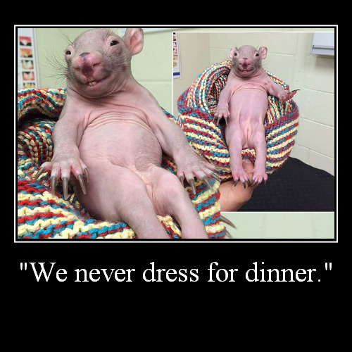 We never dress for dinner | image tagged in funny,demotivationals,funny animals | made w/ Imgflip demotivational maker