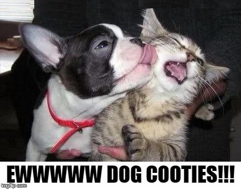 Ewww Dog Cooties! | EWWWWW DOG COOTIES!!! | image tagged in dog cooties,ewwwww,dog kissing cat | made w/ Imgflip meme maker