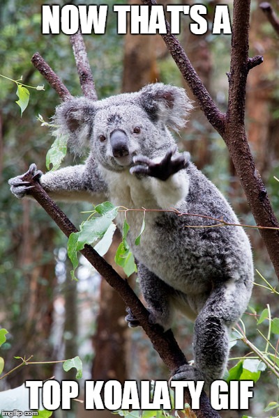 NOW THAT'S A TOP KOALATY GIF | made w/ Imgflip meme maker