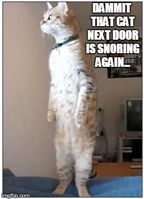 nosy cat standing | DAMMIT THAT CAT NEXT DOOR IS SNORING AGAIN... | image tagged in nosy cat standing | made w/ Imgflip meme maker