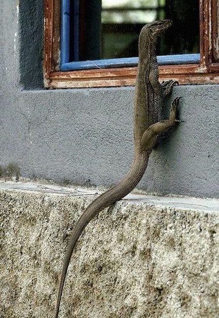 Lizard looking through window Blank Meme Template