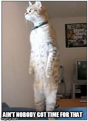 nosy cat standing | AIN'T NOBODY GOT TIME FOR THAT | image tagged in nosy cat standing | made w/ Imgflip meme maker