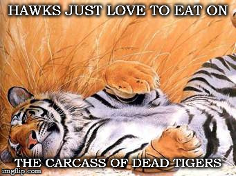 HAWKS JUST LOVE TO EAT ON THE CARCASS OF DEAD TIGERS | image tagged in tiger-hawk | made w/ Imgflip meme maker