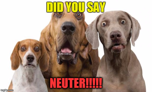 Dogs Surprised | DID YOU SAY NEUTER!!!!! | image tagged in dogs surprised | made w/ Imgflip meme maker