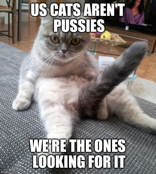 Sexy Cat Meme | US CATS AREN'T PUSSIES WE'RE THE ONES LOOKING FOR IT | image tagged in memes,sexy cat | made w/ Imgflip meme maker