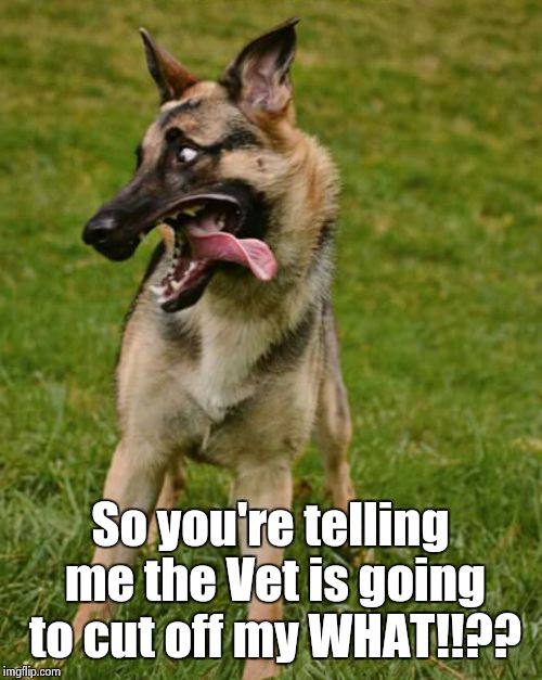 Dog gone it! | So you're telling me the Vet is going to cut off my WHAT!!?? | image tagged in dog | made w/ Imgflip meme maker