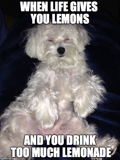 Lemonade | WHEN LIFE GIVES YOU LEMONS AND YOU DRINK TOO MUCH LEMONADE | image tagged in maltese,lemons,dog,rough life | made w/ Imgflip meme maker