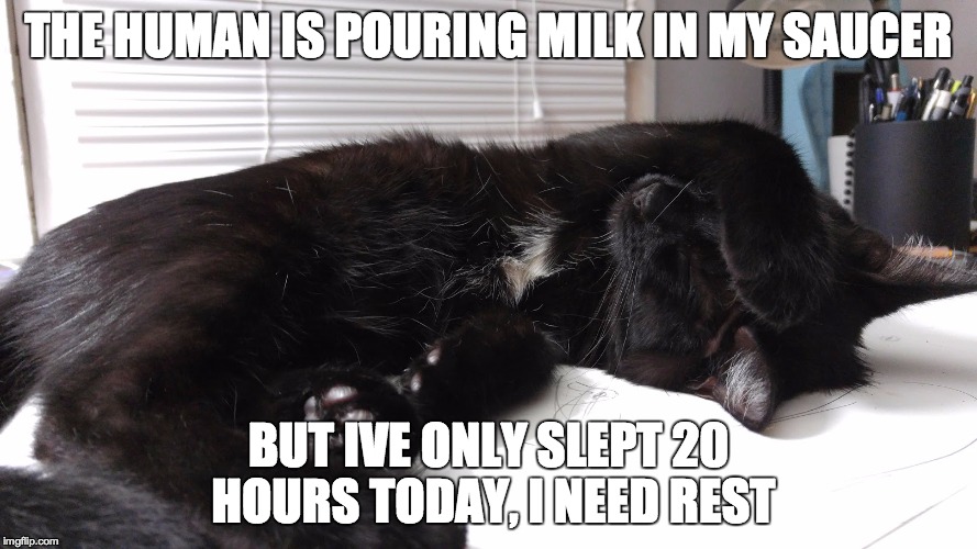 THE HUMAN IS POURING MILK IN MY SAUCER BUT IVE ONLY SLEPT 20 HOURS TODAY, I NEED REST | made w/ Imgflip meme maker