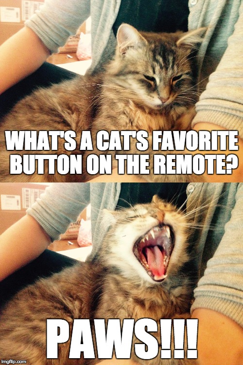 WHAT'S A CAT'S FAVORITE BUTTON ON THE REMOTE? PAWS!!! | image tagged in cats,bad joke,puns | made w/ Imgflip meme maker
