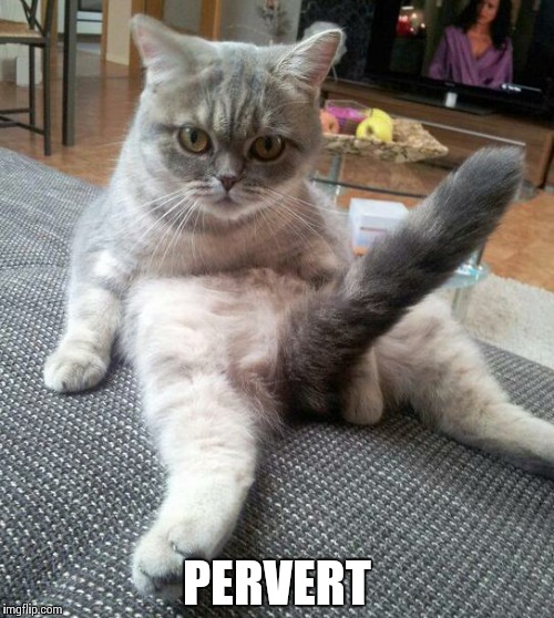 Sexy Cat | PERVERT | image tagged in memes,sexy cat | made w/ Imgflip meme maker