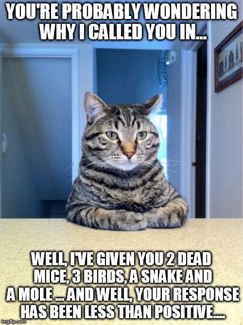 Take A Seat Cat Meme | YOU'RE PROBABLY WONDERING WHY I CALLED YOU IN... WELL, I'VE GIVEN YOU 2 DEAD MICE, 3 BIRDS, A SNAKE AND A MOLE ... AND WELL, YOUR RESPONSE H | image tagged in memes,take a seat cat | made w/ Imgflip meme maker