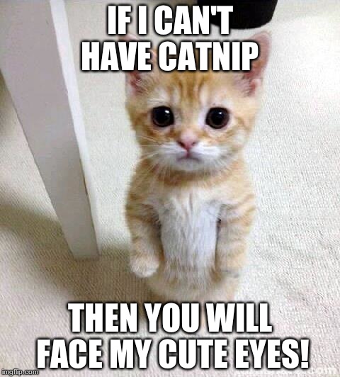 Cute Cat Meme | IF I CAN'T HAVE CATNIP THEN YOU WILL FACE MY CUTE EYES! | image tagged in memes,cute cat | made w/ Imgflip meme maker