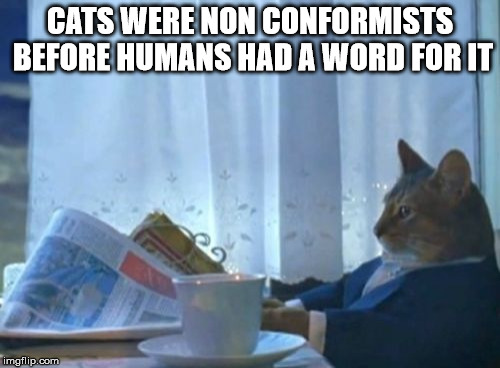 I Should Buy A Boat Cat | CATS WERE NON CONFORMISTS BEFORE HUMANS HAD A WORD FOR IT | image tagged in memes,i should buy a boat cat | made w/ Imgflip meme maker