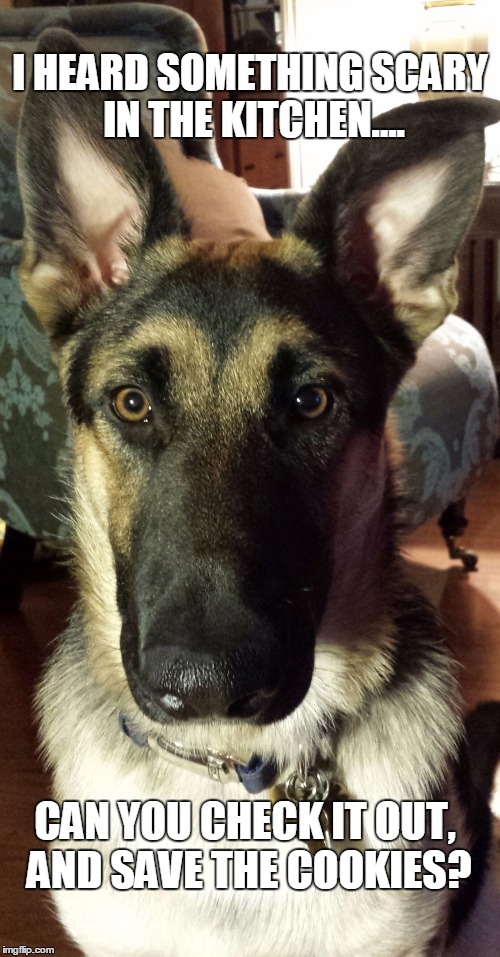 Sirius Wants A Cookie! | I HEARD SOMETHING SCARY IN THE KITCHEN.... CAN YOU CHECK IT OUT, AND SAVE THE COOKIES? | image tagged in cute puppy,german shepherd,big eyes,dog stares | made w/ Imgflip meme maker