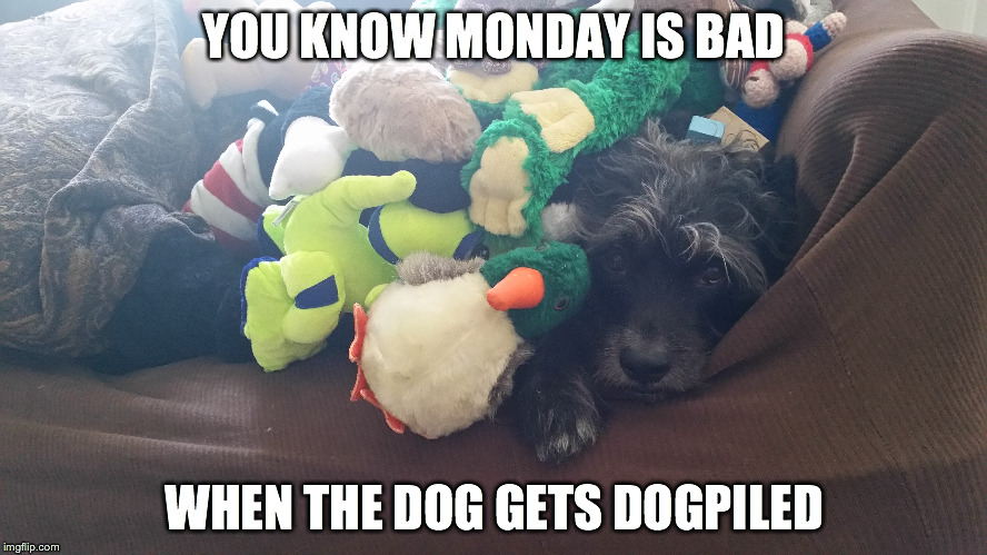 Dogpiled | YOU KNOW MONDAY IS BAD WHEN THE DOG GETS DOGPILED | image tagged in dogs covered up | made w/ Imgflip meme maker