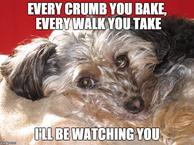 I'll be watching you | EVERY CRUMB YOU BAKE, EVERY WALK YOU TAKE I'LL BE WATCHING YOU | image tagged in dogs | made w/ Imgflip meme maker