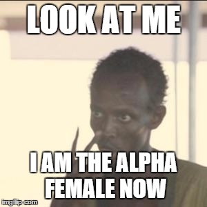 Look At Me Meme | LOOK AT ME I AM THE ALPHA FEMALE NOW | image tagged in look at me | made w/ Imgflip meme maker