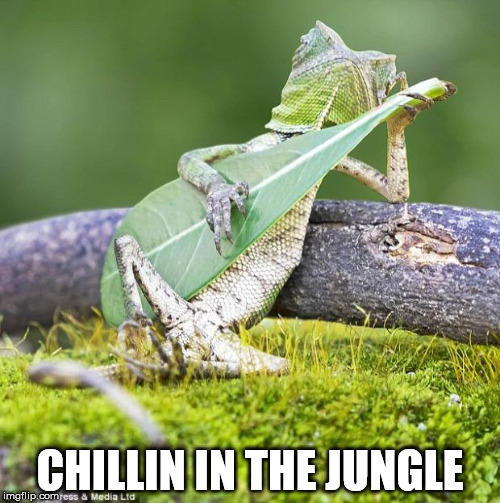 Lizard Music | CHILLIN IN THE JUNGLE | image tagged in lizard music | made w/ Imgflip meme maker