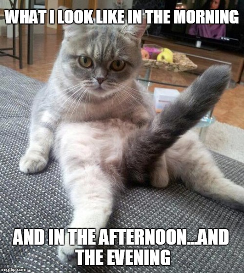 Sexy Cat Meme | WHAT I LOOK LIKE IN THE MORNING AND IN THE AFTERNOON...AND THE EVENING | image tagged in memes,sexy cat | made w/ Imgflip meme maker