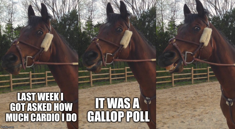 Gallup Polls | LAST WEEK I GOT ASKED HOW MUCH CARDIO I DO IT WAS A GALLOP POLL | image tagged in scopus,horse,funny,gallop,poll,cardio | made w/ Imgflip meme maker