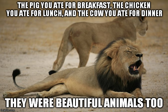 beautiful animals | THE PIG YOU ATE FOR BREAKFAST, THE CHICKEN YOU ATE FOR LUNCH, AND THE COW YOU ATE FOR DINNER THEY WERE BEAUTIFUL ANIMALS TOO | image tagged in lion cecil,lion | made w/ Imgflip meme maker