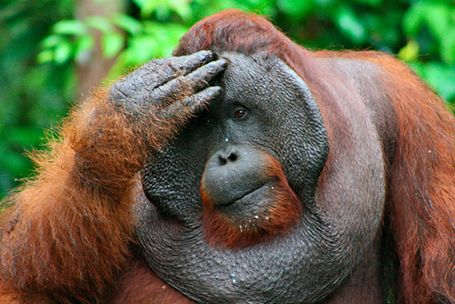 High Quality Facepalm Orangutan Blank Meme Template