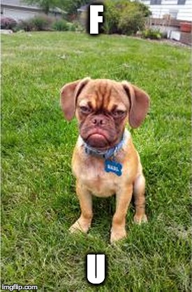 Grumpy Puppy Earl | F U | image tagged in puppy,grumpy | made w/ Imgflip meme maker