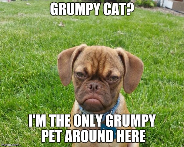 Earl the Grumpy Puppy | GRUMPY CAT? I'M THE ONLY GRUMPY PET AROUND HERE | image tagged in grumpy puppy,memes | made w/ Imgflip meme maker