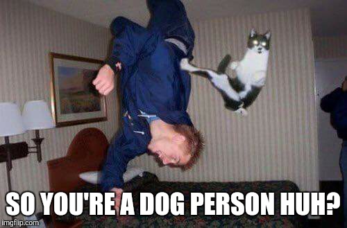 SO YOU'RE A DOG PERSON HUH? | image tagged in cats,fighting | made w/ Imgflip meme maker